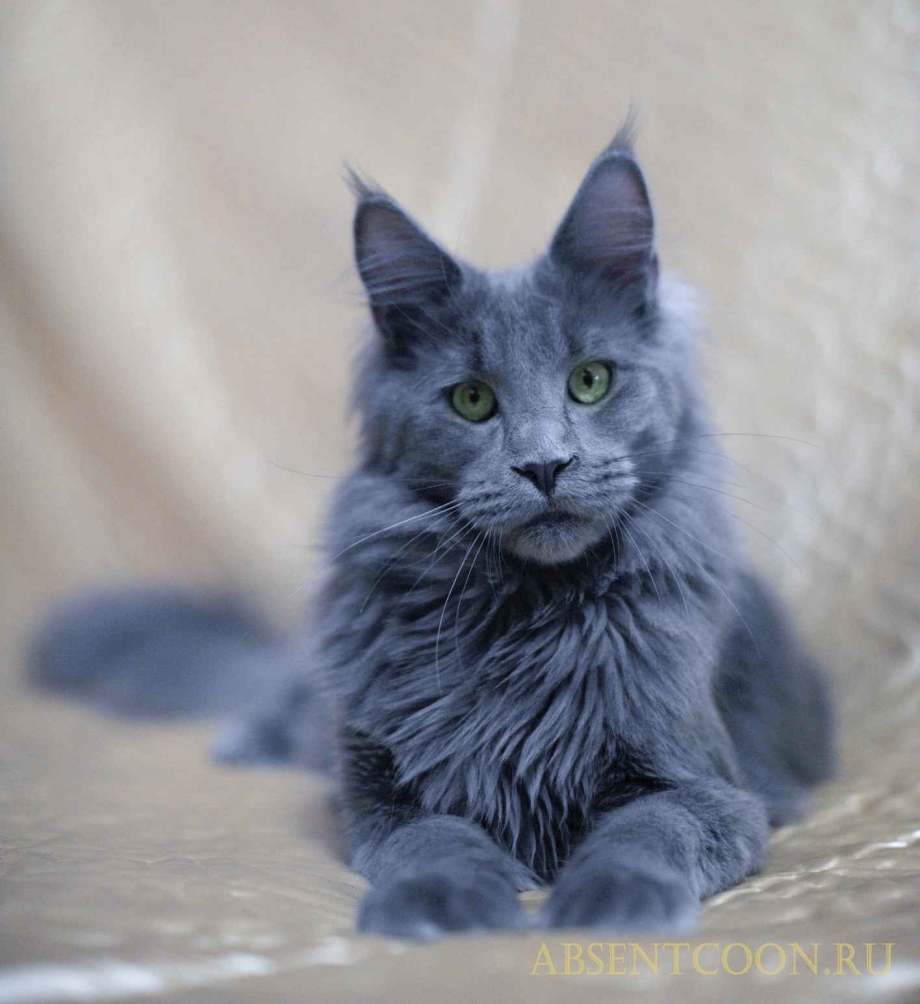 Кот Мейн кун голубой Солид