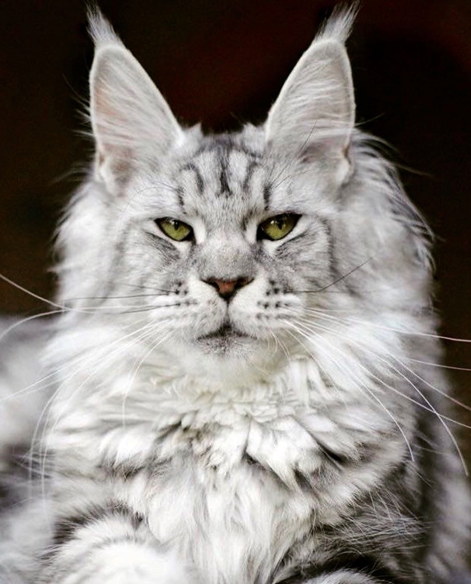Мейнкун кот