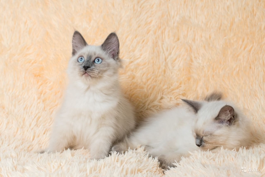 Невская маскарадная кошка короткошерстная