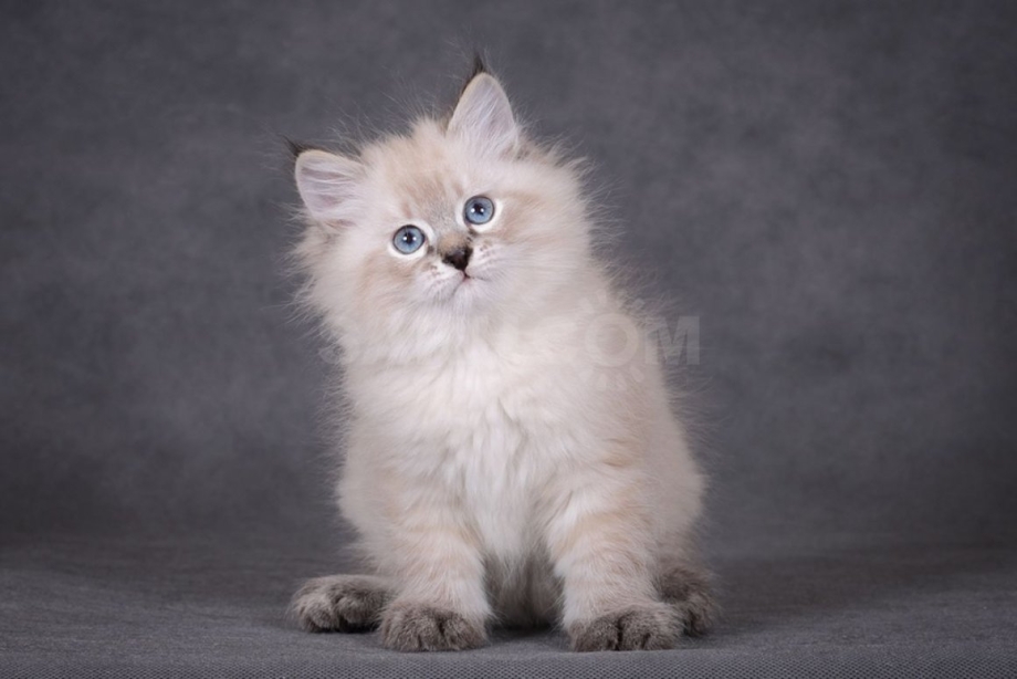 Невская маскарадная котята
