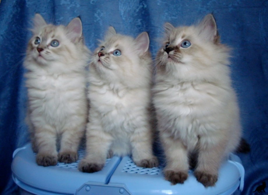Котята породы Невская маскарадная