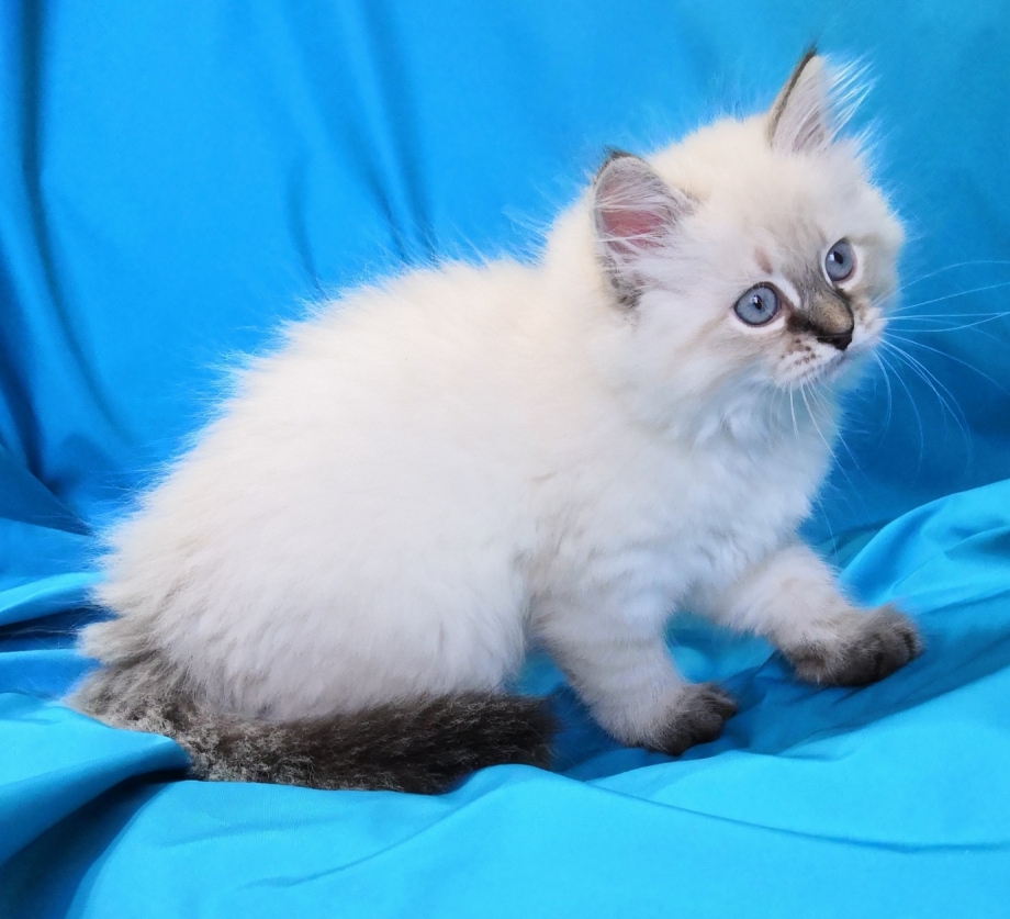 Невская маскарадная кошка