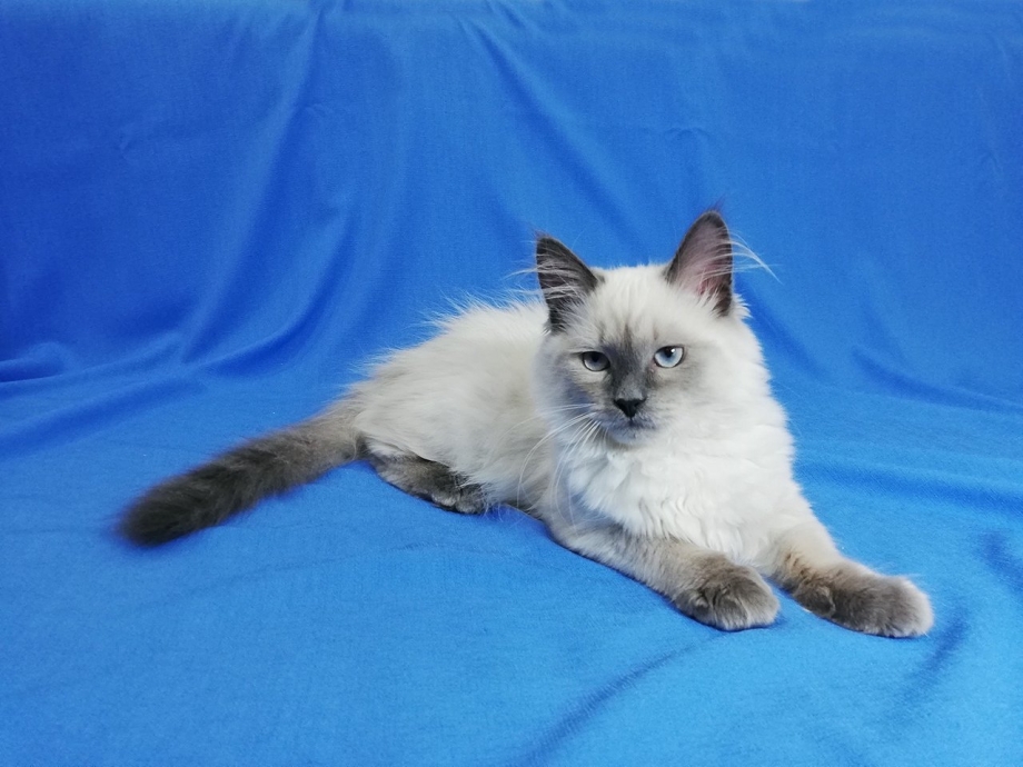 Котята породы Невская маскарадная