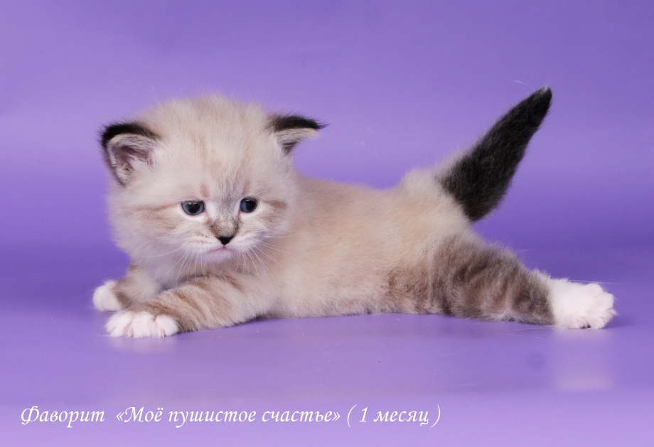 Сибирская Невская маскарадная котята