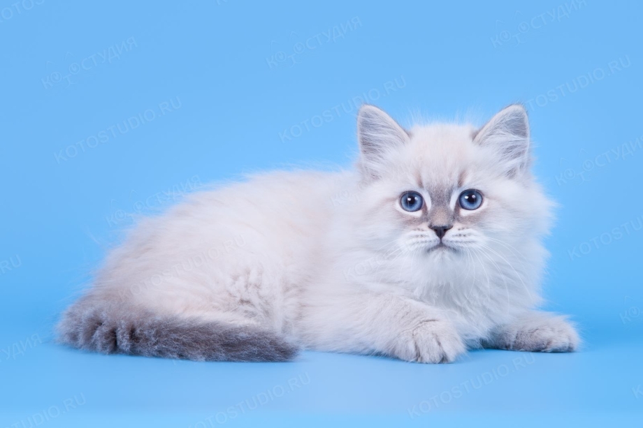 Котята породы Невская маскарадная