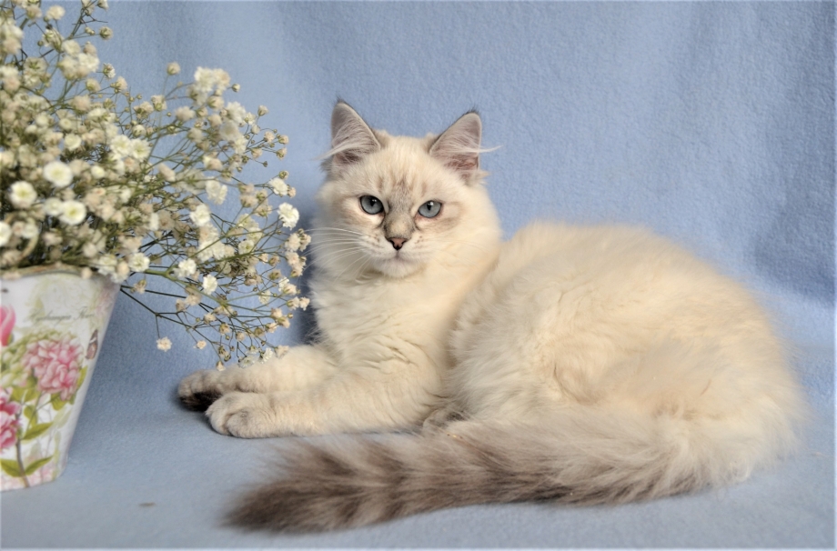 Котята породы Невская маскарадная