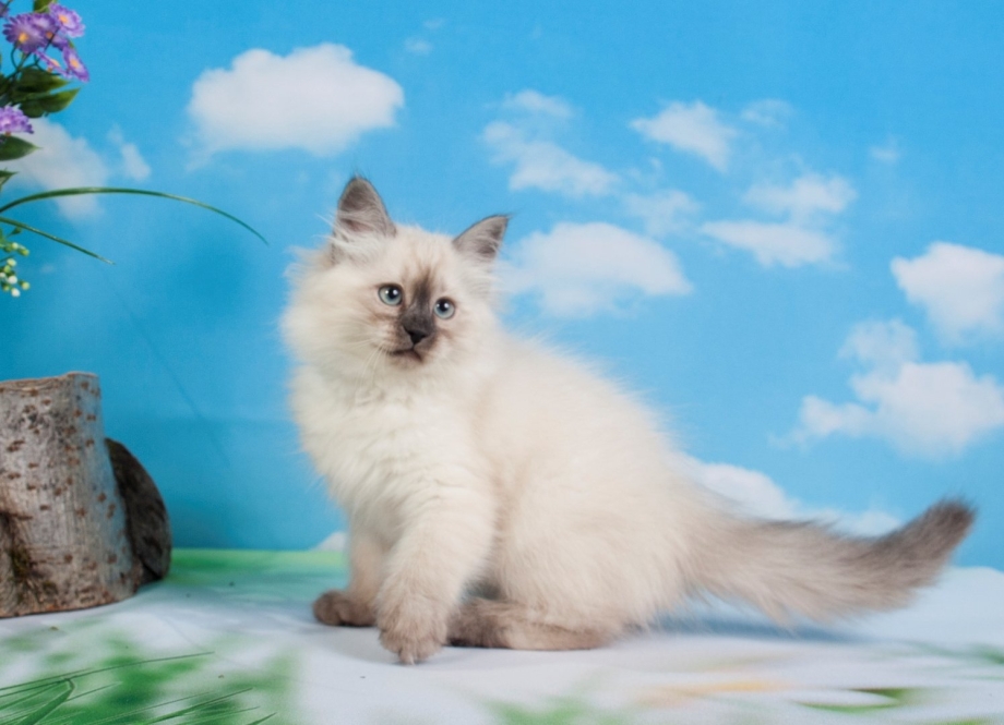 Невская маскарадная кошка с котятами