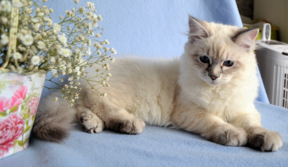 Невская маскарадная котята