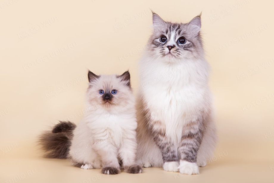 Невская маскарадная кошка