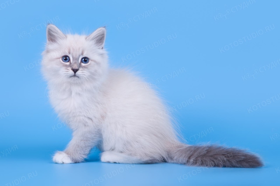 Коты Невские маскарадные кот