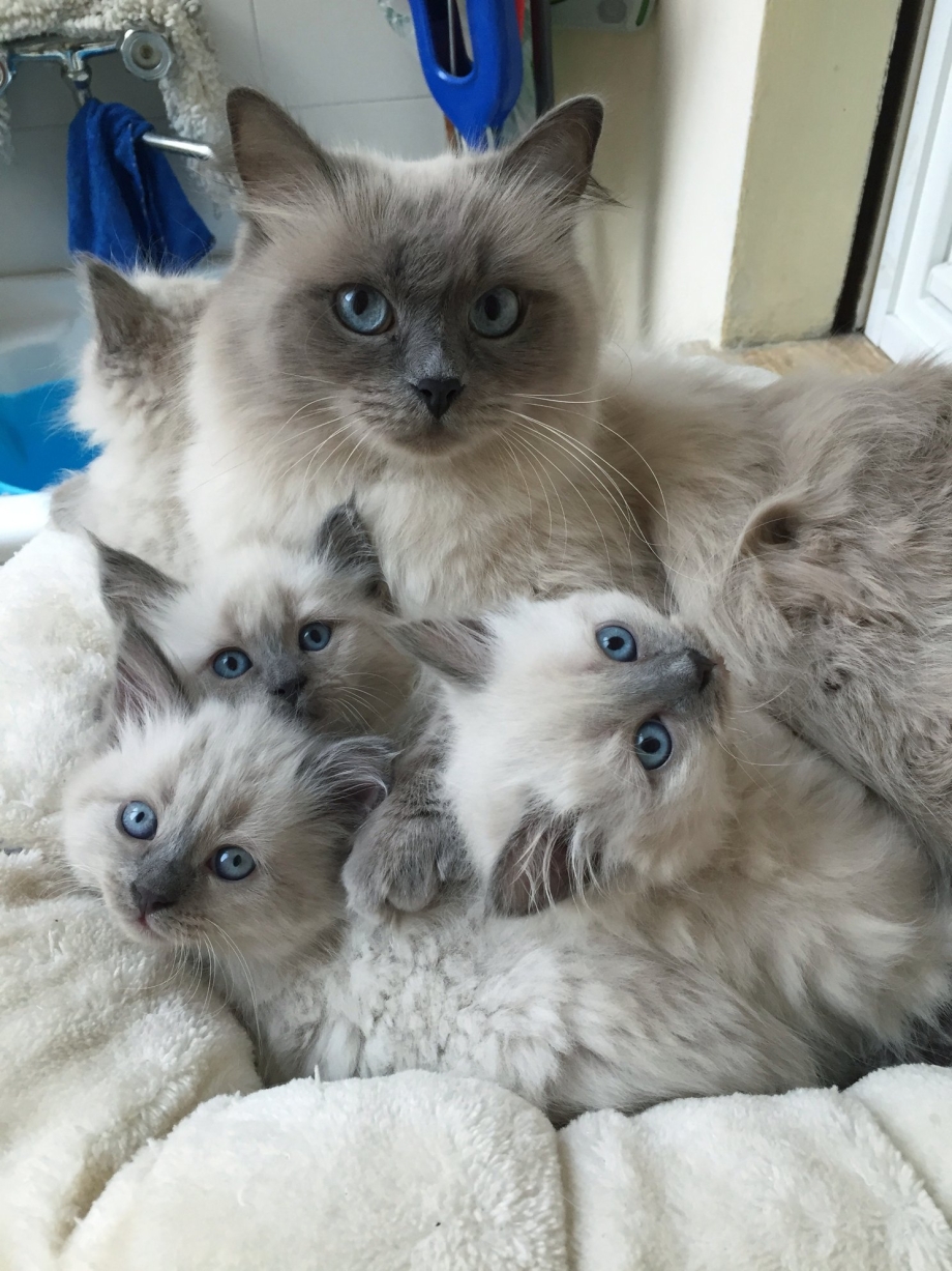 Котята Невской маскарадной