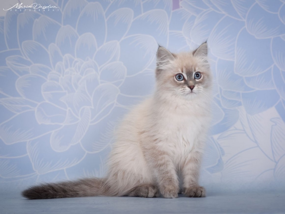Невская маскарадная кошка 1233456789