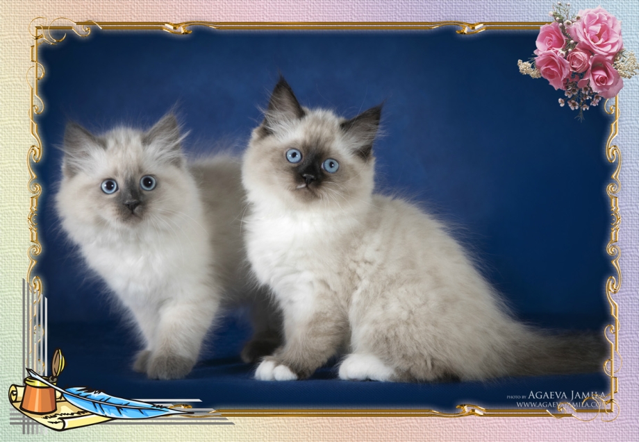 Невские маскарадные котятки