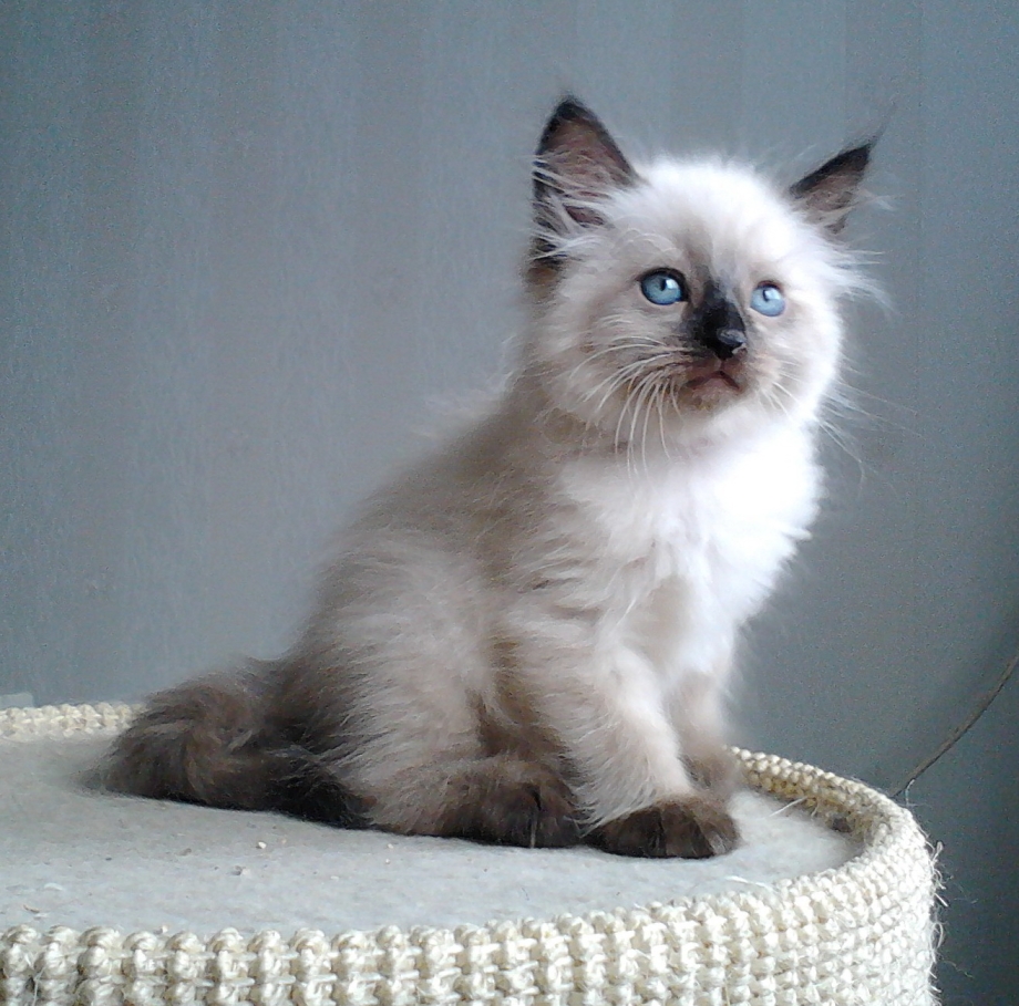 Невская маскарадная котята