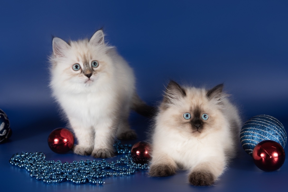 Котята Невская маскарадная nevacat