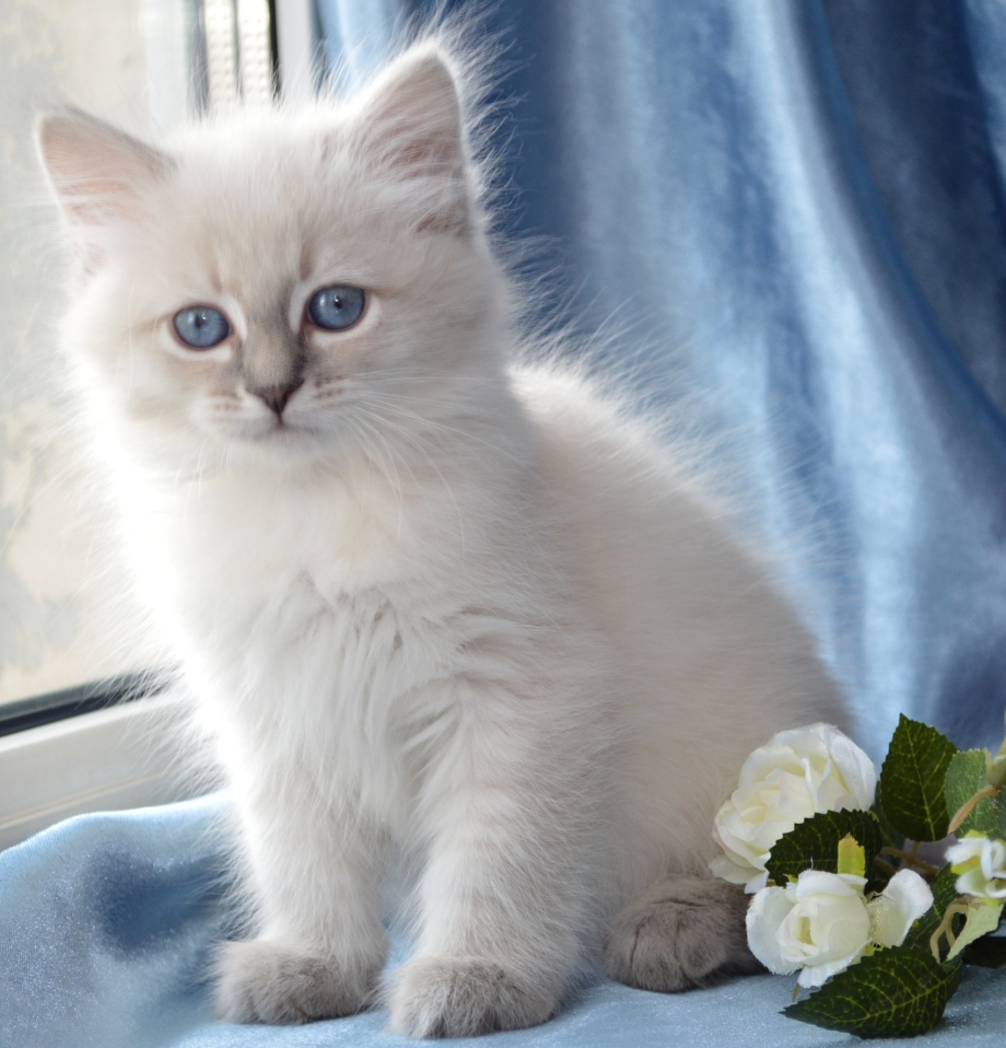 Котенок немецкая маскарадная
