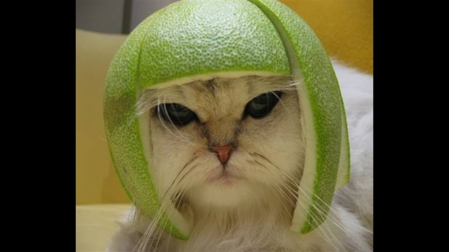 Кошка с арбузом на голове