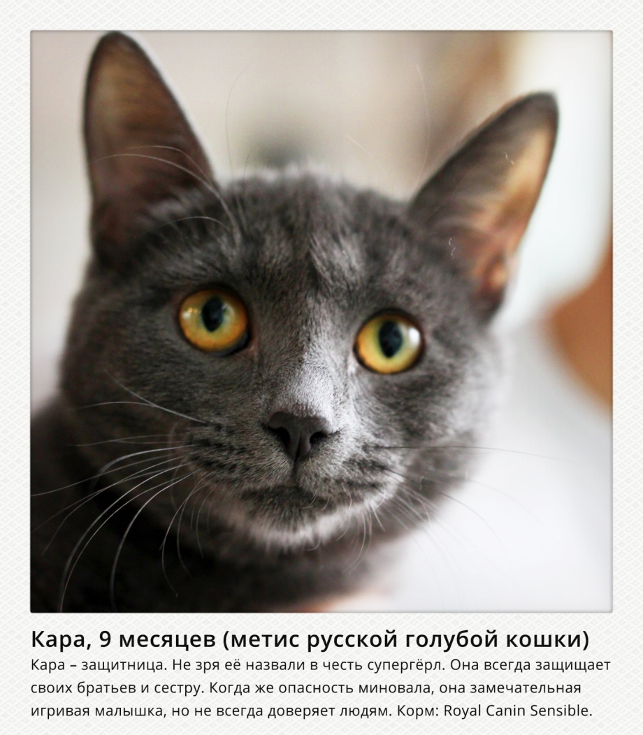 Аниме тян с ушками