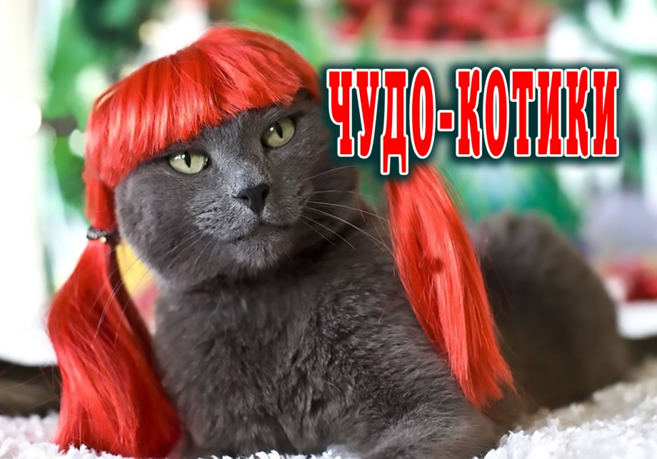 Прически для кошек