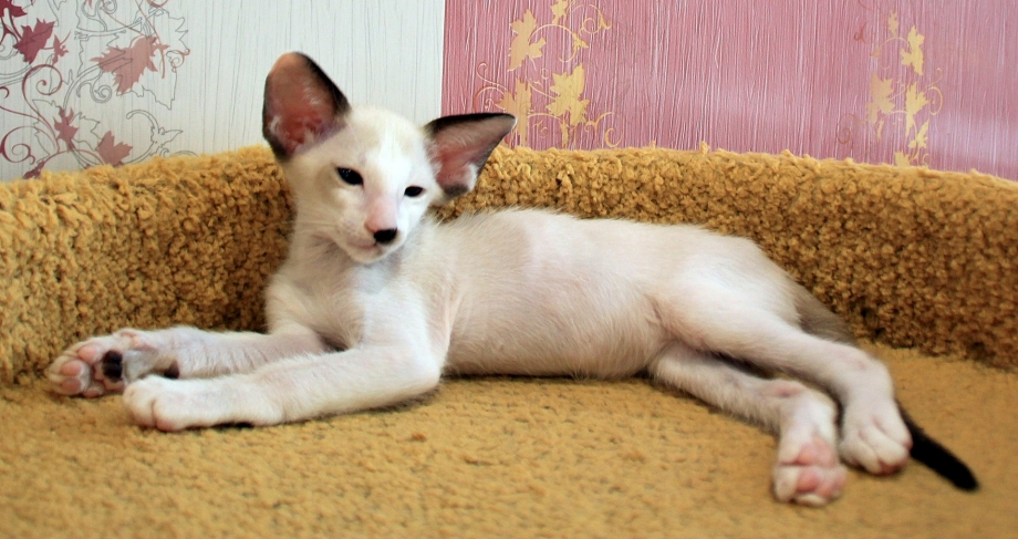 Сейшельский окрас кошек