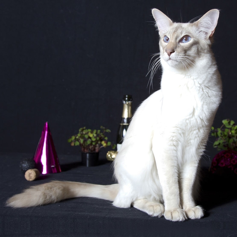 Сиамский балинезийский кот