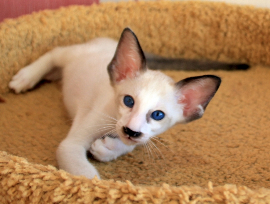 Сейшельский кот