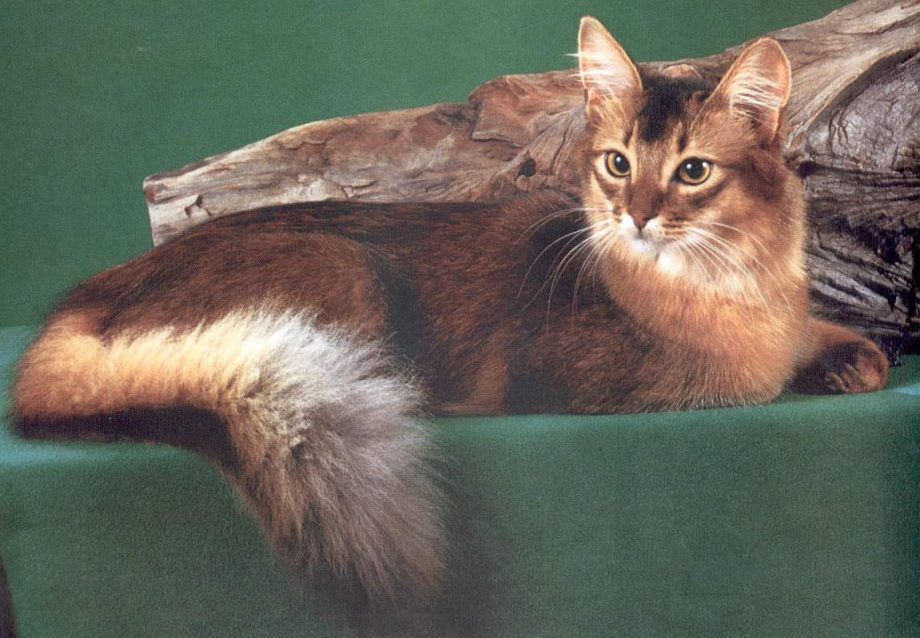 Яванез яванская кошка
