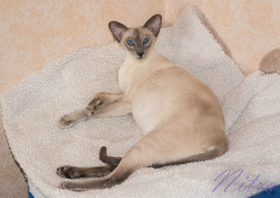 Балинез Балинезийская кошка