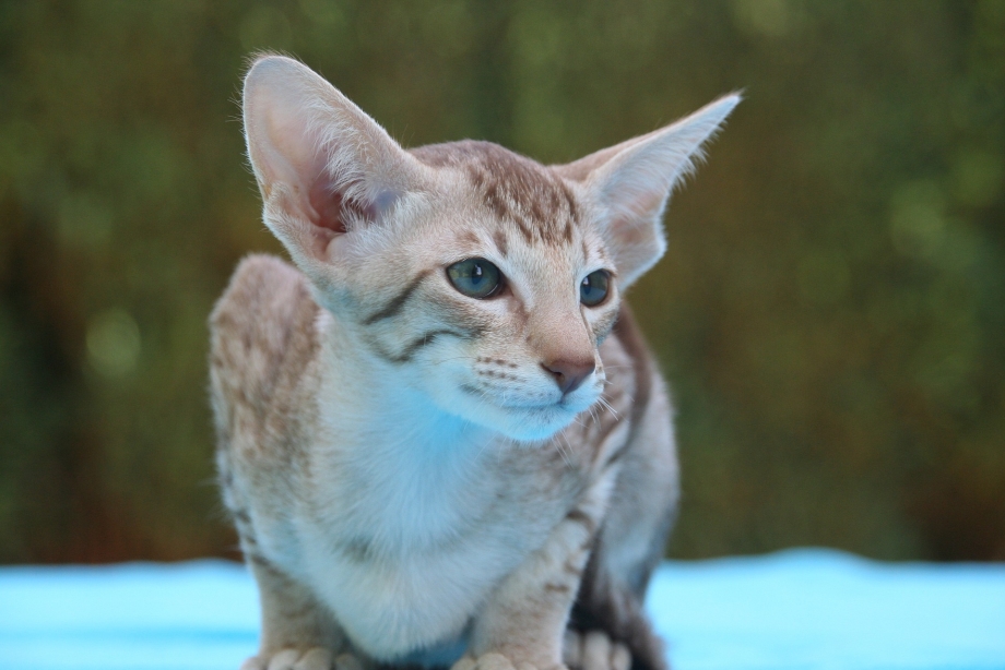 Балинезийская кошка Ориентал