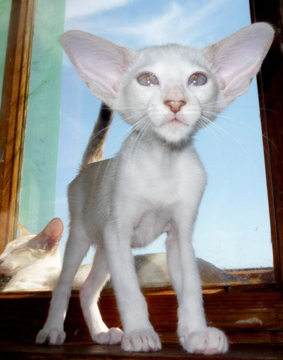 Сейшельский кот