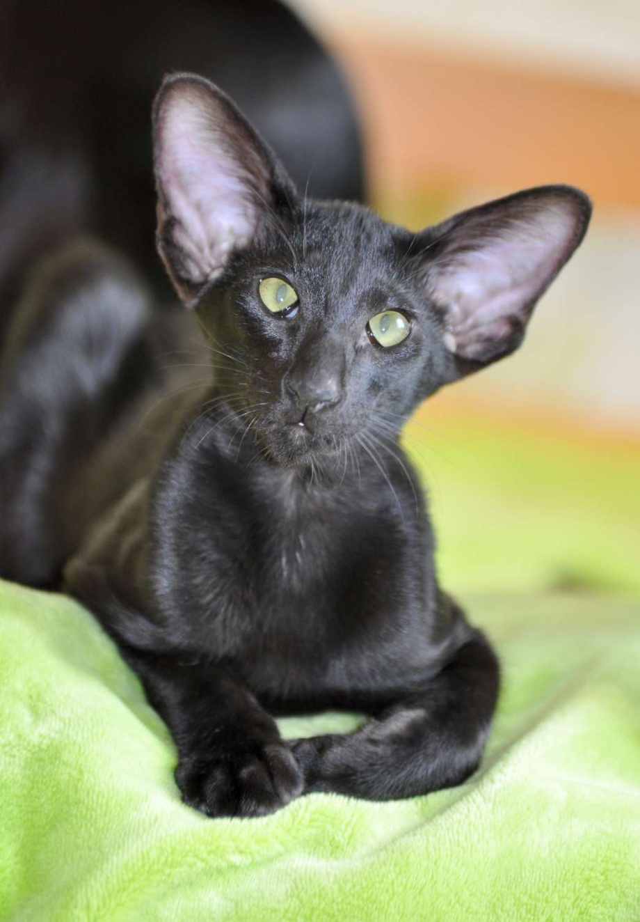 Балинезийская кошка