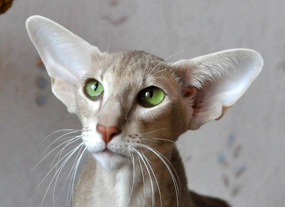 Настоящая Сиамская кошка