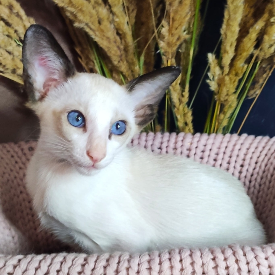 Сейшельский ориентальный кот