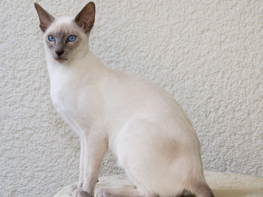 Балинезийская кошка