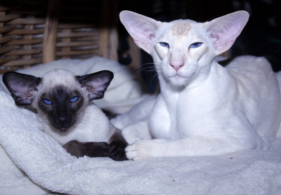 Балинезийская кошка