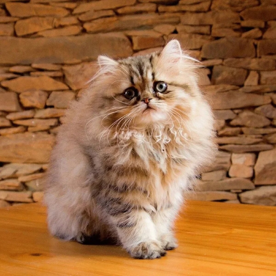Персидская кошка характер