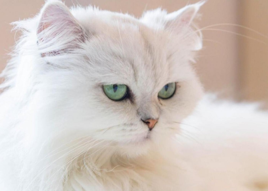 Белый персидский кот