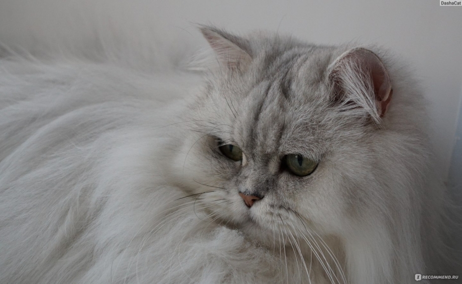 Персидский кот классического типа