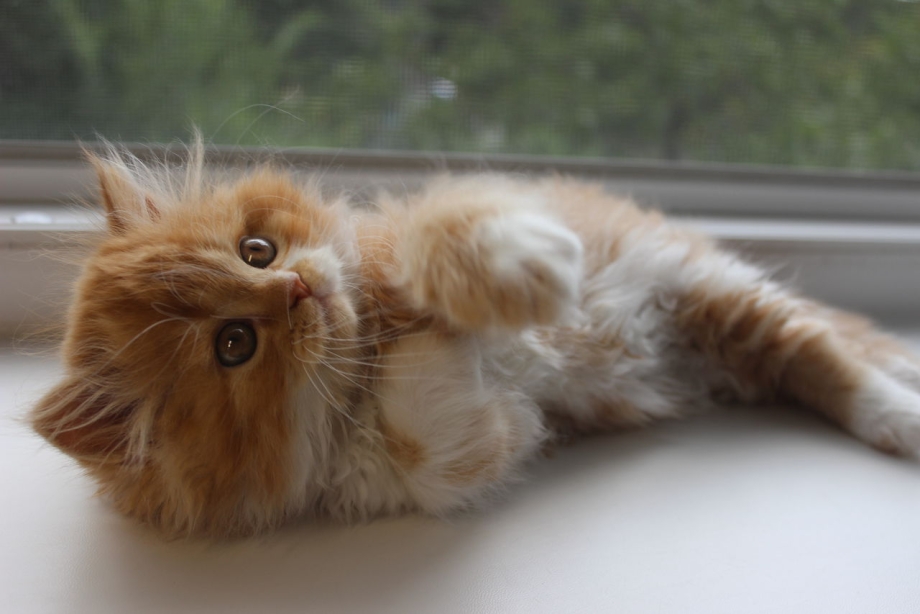Персидский кот Классик