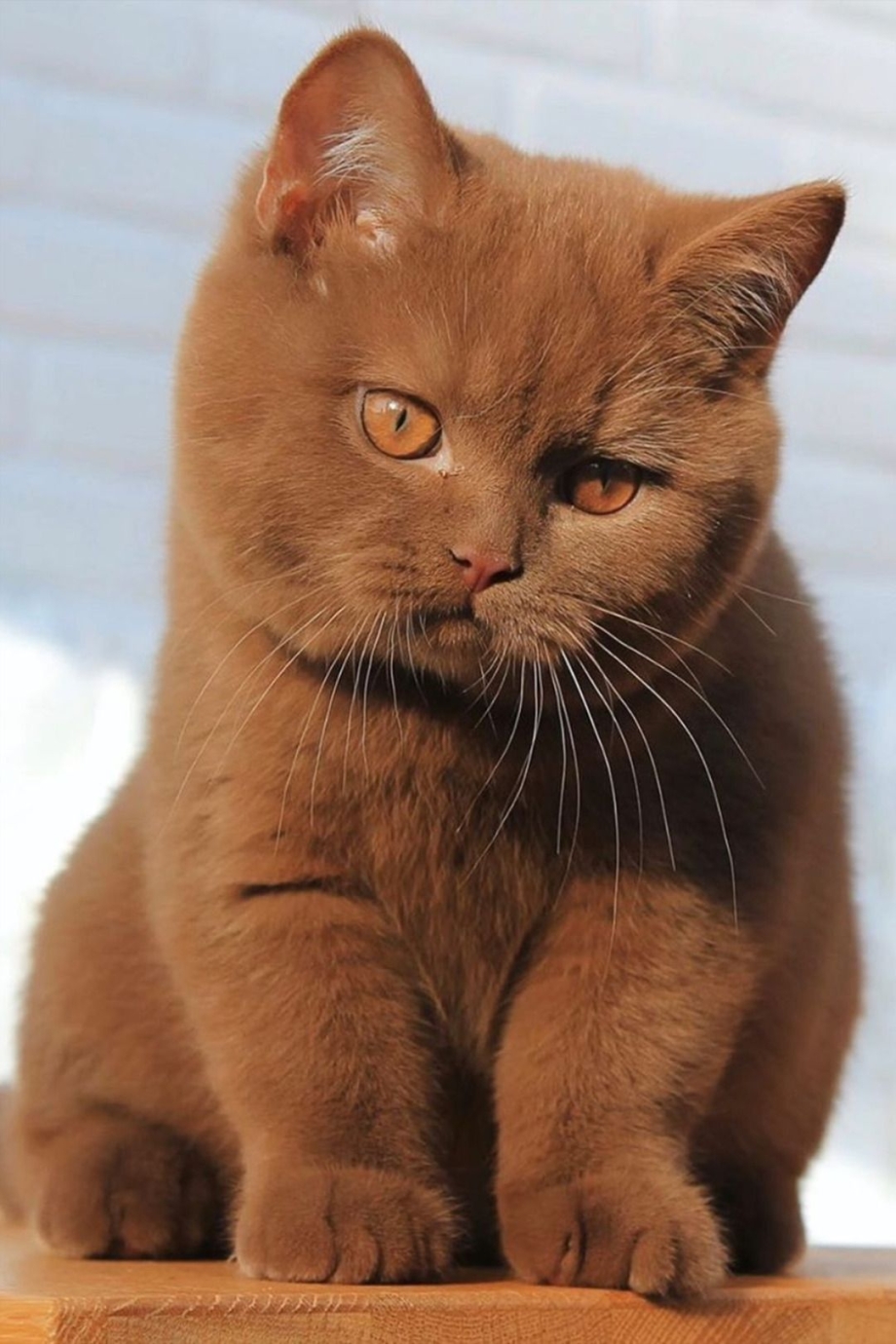 Котенок коричневого окраса породы