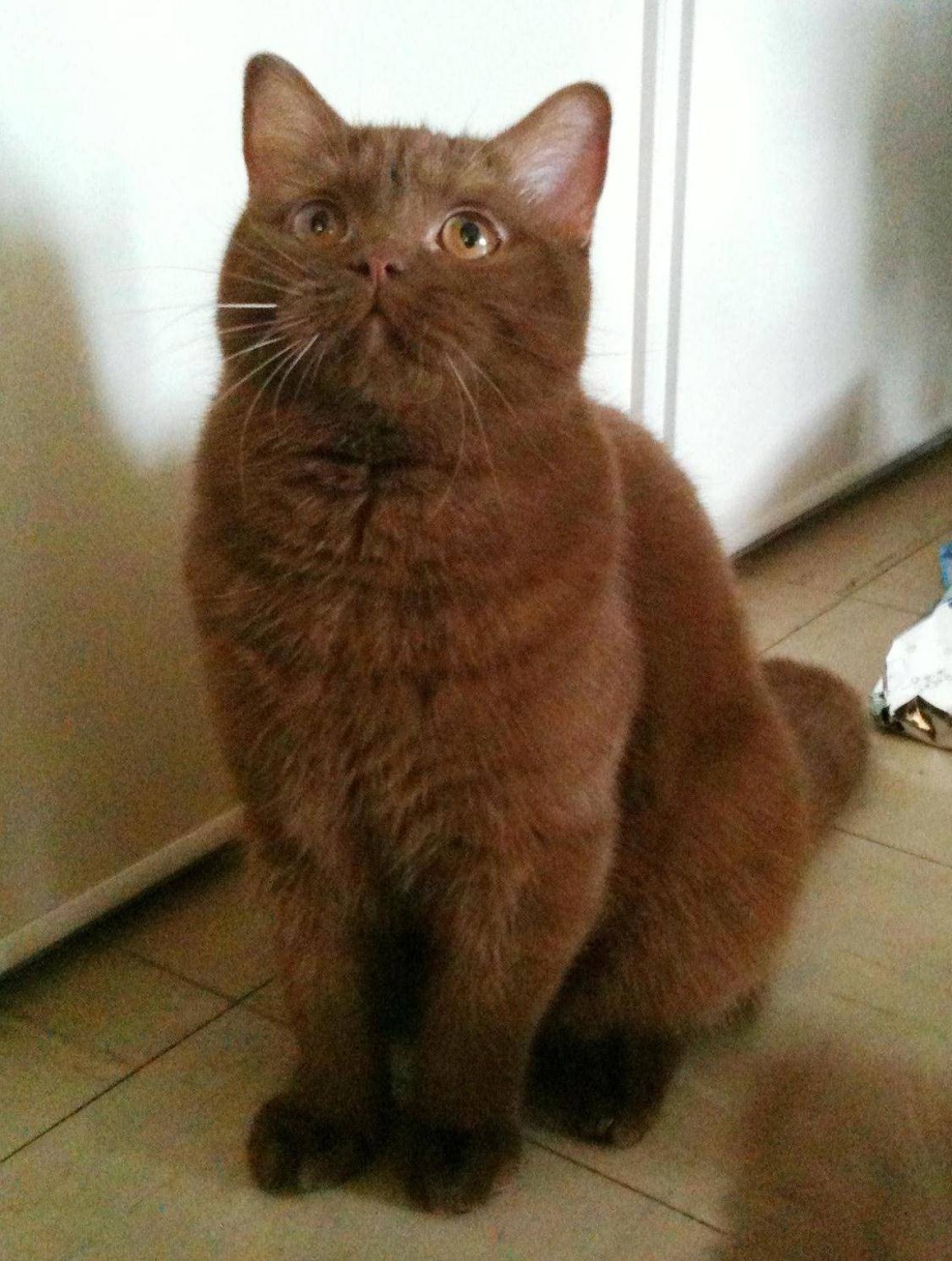 Шотландская кошка циннамон