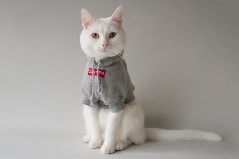 Модные котики в очках