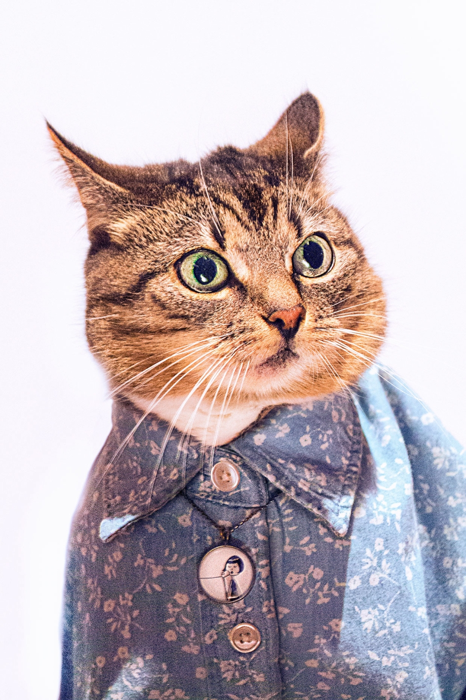 Кот Бенсон