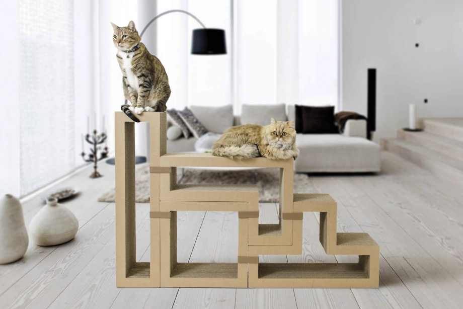 Коты в очках