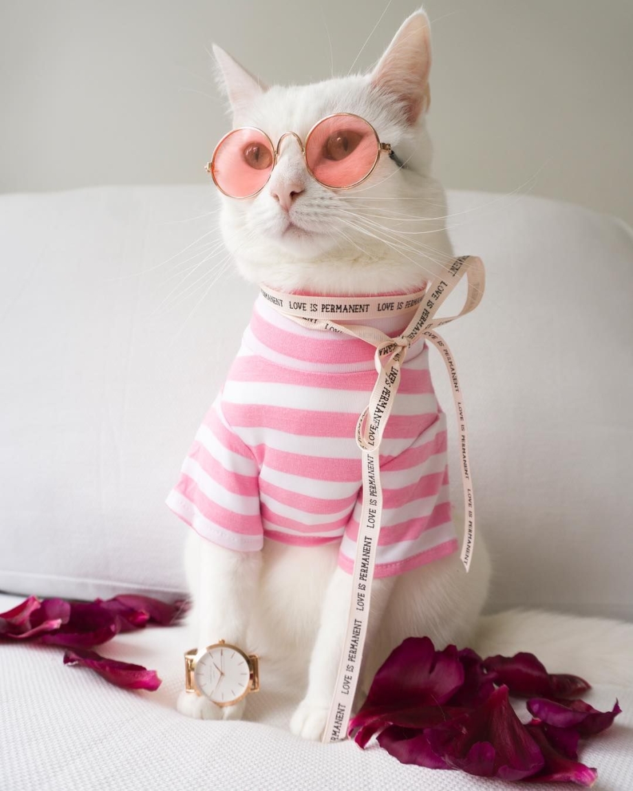 Стильные котики