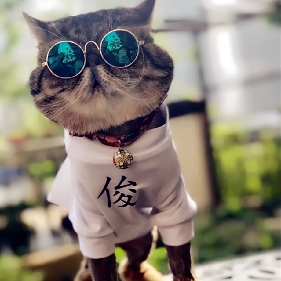Модная кошечка