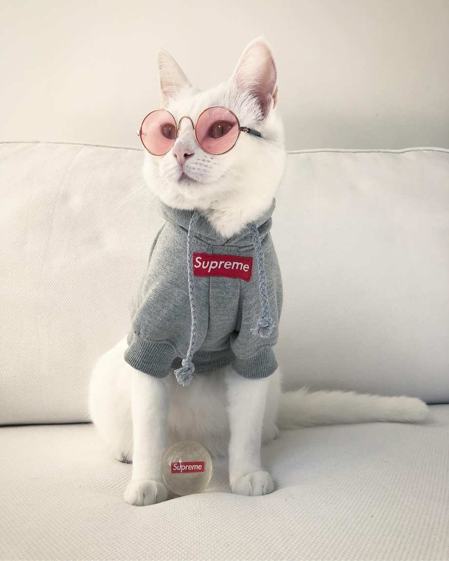 Крутые коты