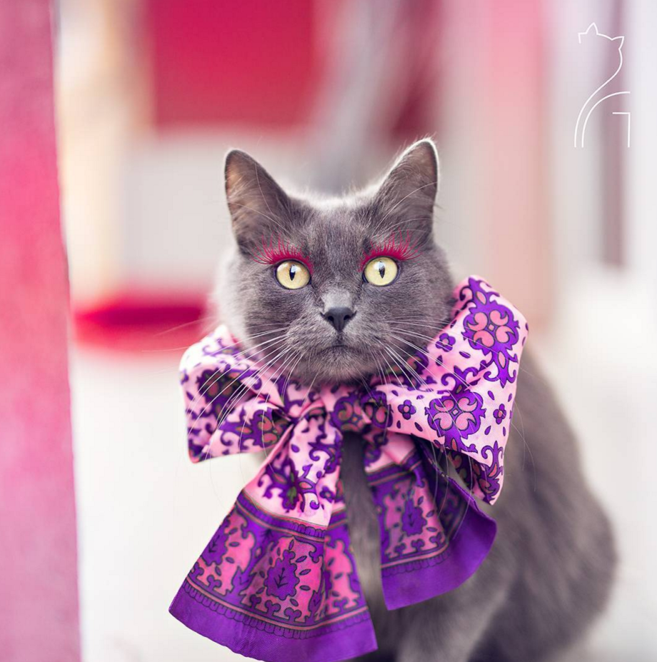 Котики в нарядах