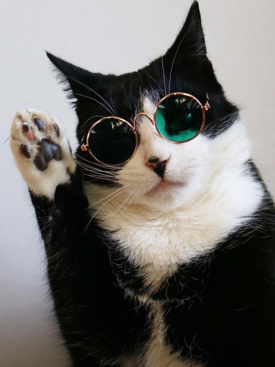 Крутые коты