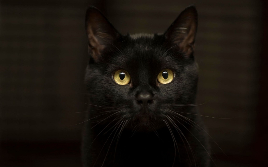 Чёрные коты с жёлтыми глазами
